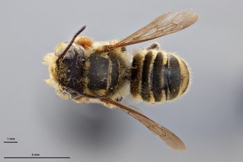 Media type: image;   Entomology 790842 Aspect: habitus dorsal view